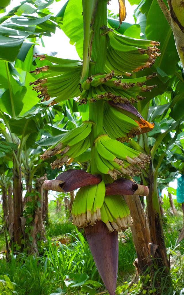 Banane Basse-Pointe Martinique