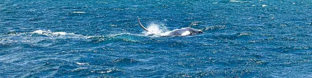 Whale Martinique