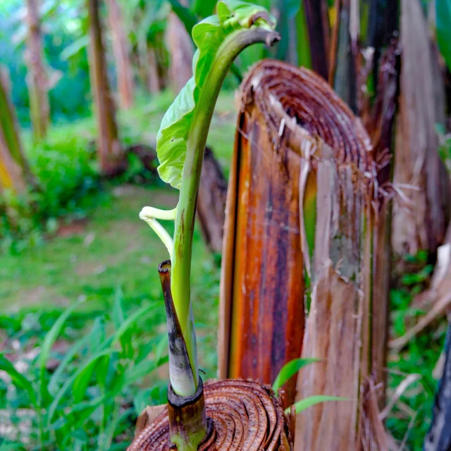 Bananier Musée de la banane Sainte-Marie Martinique