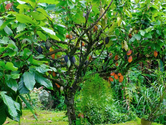 Cacao Jardin Restaurantlachaudiere Mornerouge Martinique