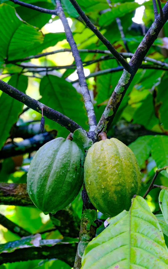 Cacao Musée de la banane Sainte-Marie Martinique