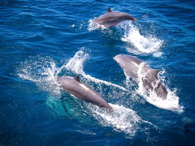 Dolphins Creolecata Troisilets Martinique