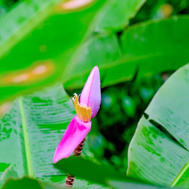 Fleur de bananier Musée de la banane Sainte-Marie Martinique