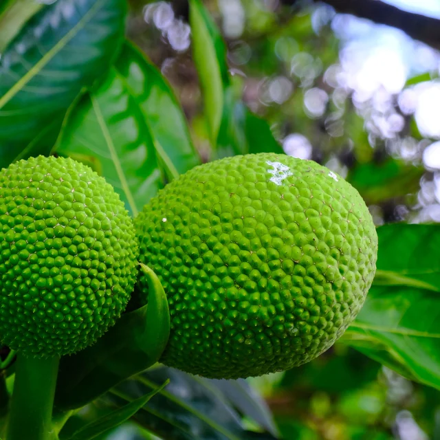 Fruit à pain Jardin Restaurant La Chaudière Morne-Rouge Martinique