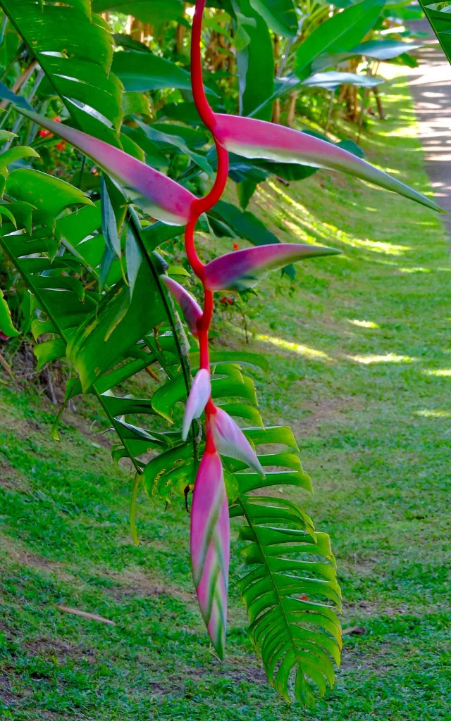 Héliconia Musée de la banane Sainte-Marie Martinique