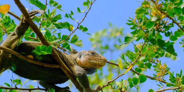 Iguane2 Iletchancel Robert Martinique