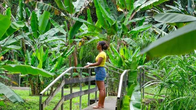 Musée de la banane Sainte-Marie Martinique