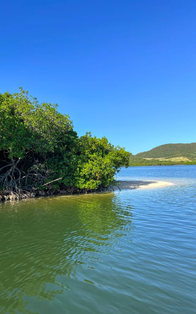 Plagedesamoureux Mangrove Sainteanne Martinique