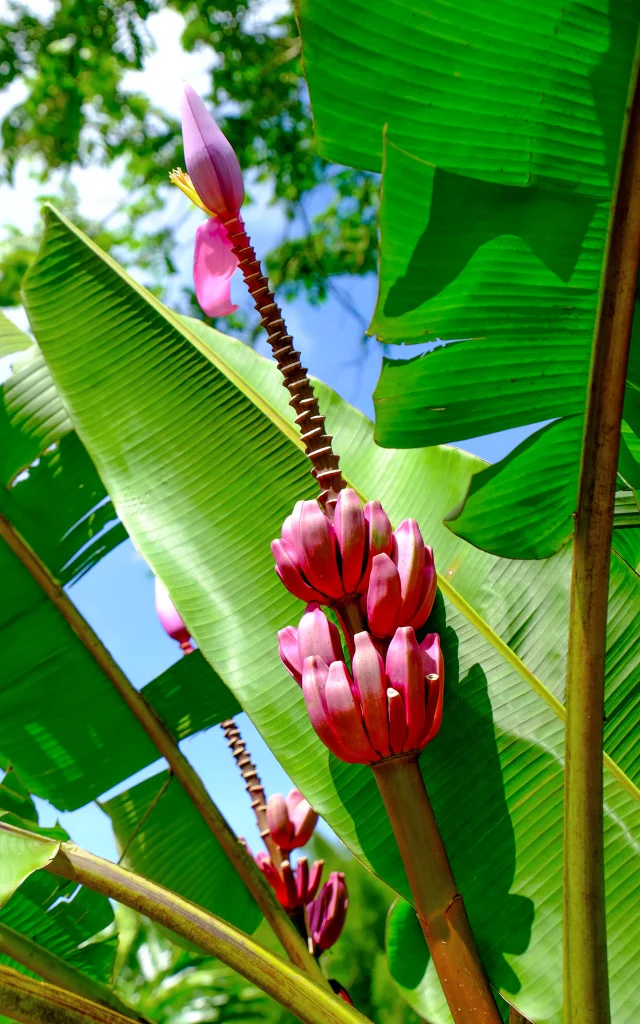 Régime de banane Musée de la banane Sainte-Marie Martinique