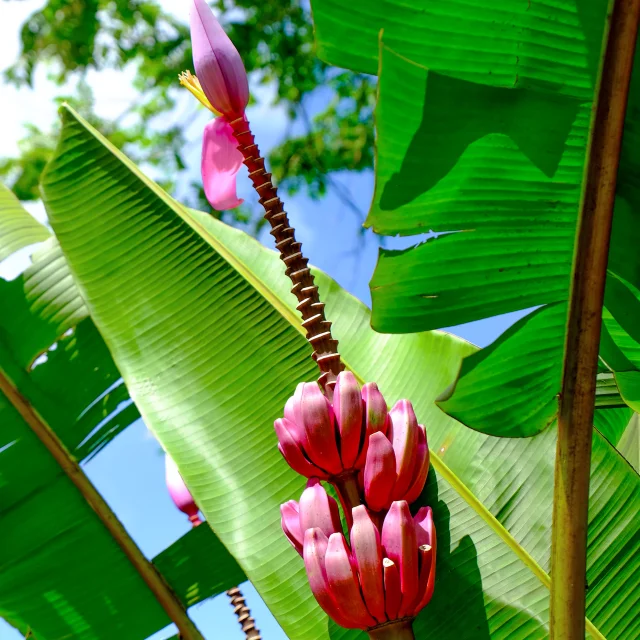 Regimedebanane2 Museedelabanane Saintemarie Martinique