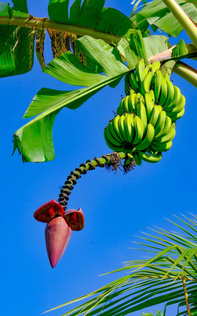 Régime de banane Musée de la banane Sainte-Marie Martinique