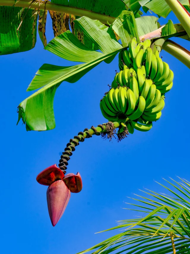 Régime de banane Musée de la banane Sainte-Marie Martinique