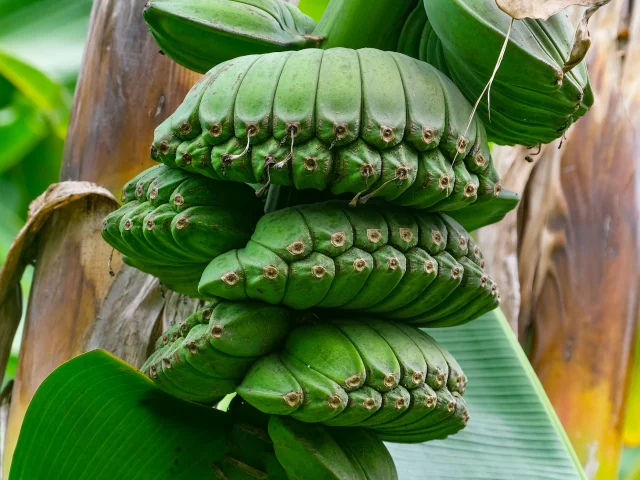 Régime de banane Musée de la banane Sainte-Marie Martinique