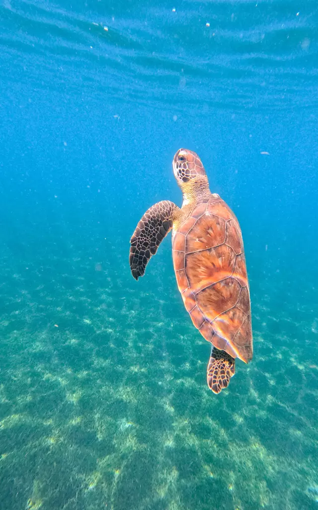 Turtle Ansesdarlet Martinique