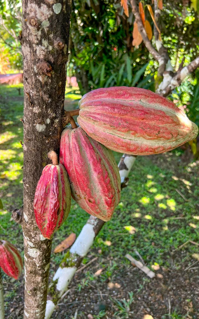 Cacao Distilleriejm Distilleriefondpreville Macouba Martinique