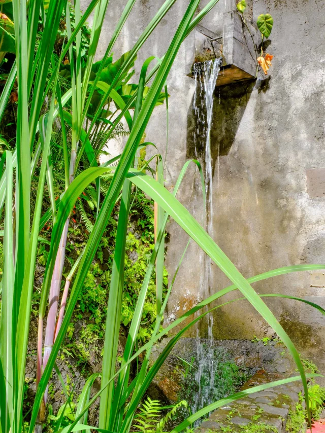 Jardin5 Distilleriejm Distilleriefondpreville Macouba Martinique