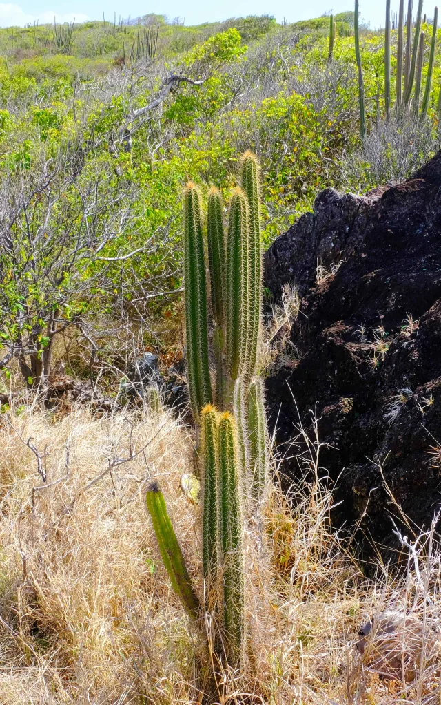 Cactus Ilet Chevalier Sainte-Anne Martinique