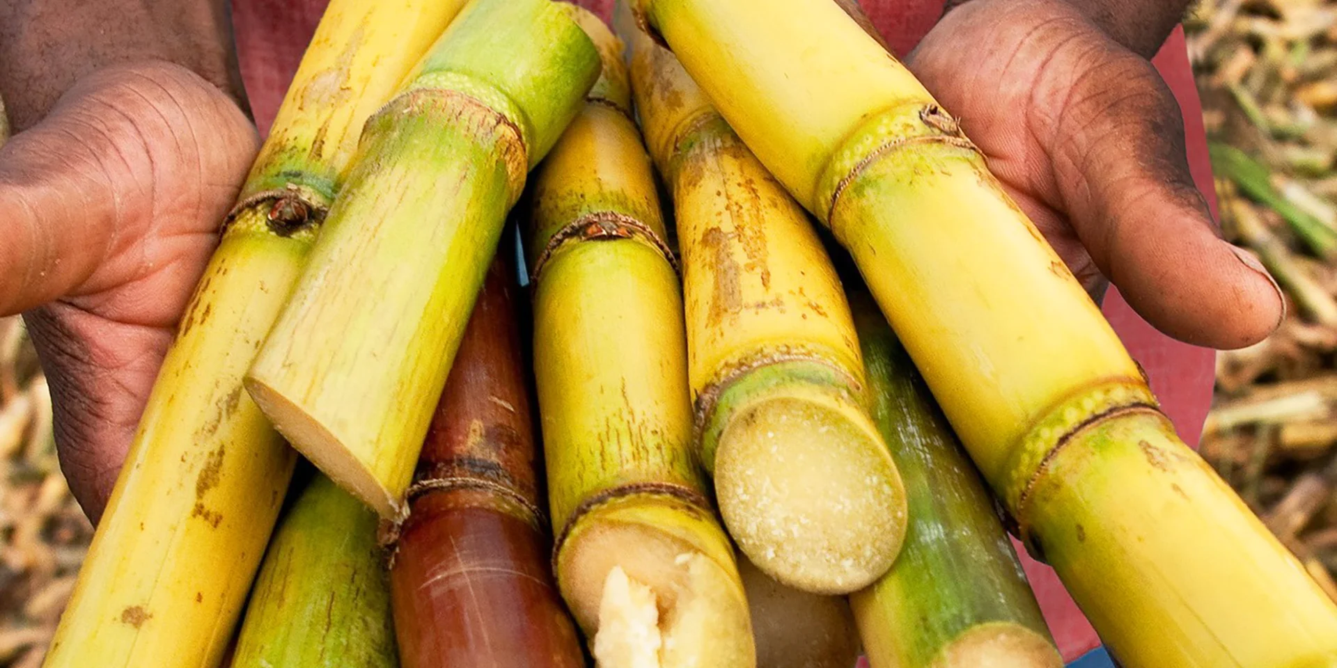 Canne à sucre Distillerie La Mauny Rivière-Pilote Martinique