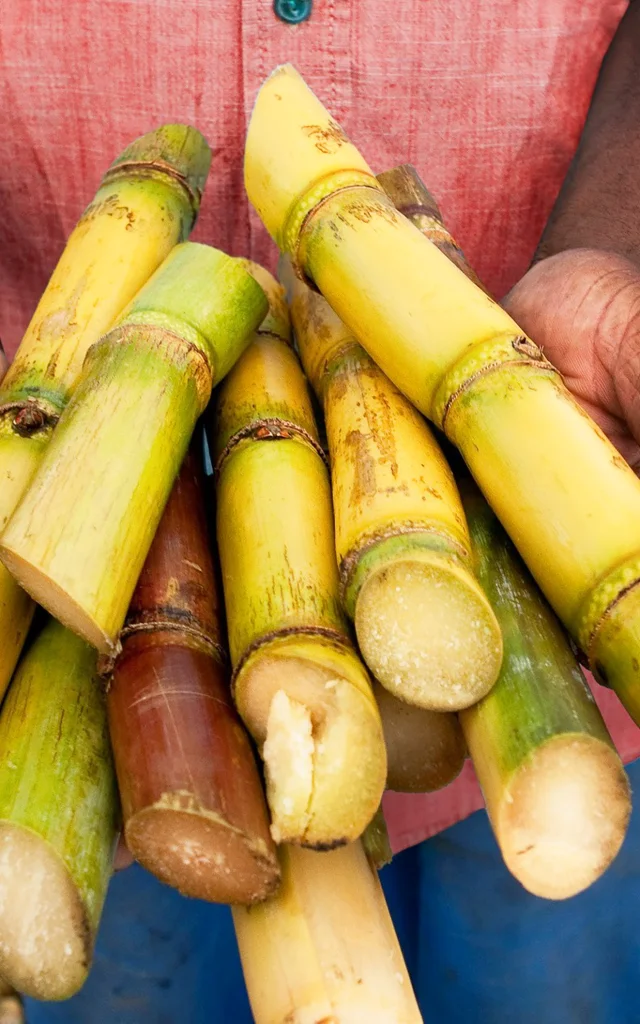 Canne à sucre Distillerie La Mauny Rivière-Pilote Martinique