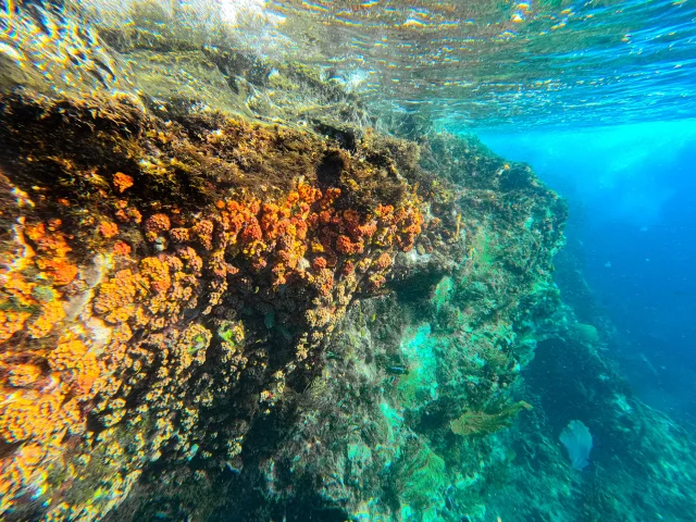 Fondmarin Lesansesdarlet Martinique