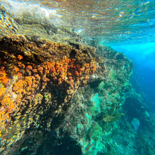 Fondmarin Lesansesdarlet Martinique