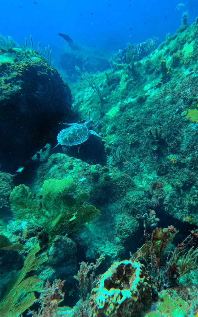 Fondmarin Turtle Lesansesdarlet Martinique