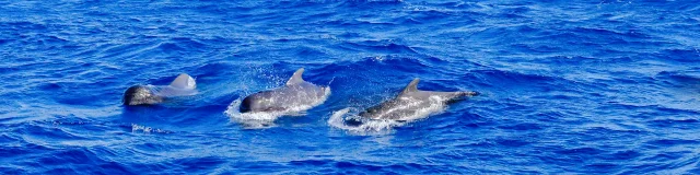 Globicephales Catamaranaliotis Lesansesdarlet Martinique