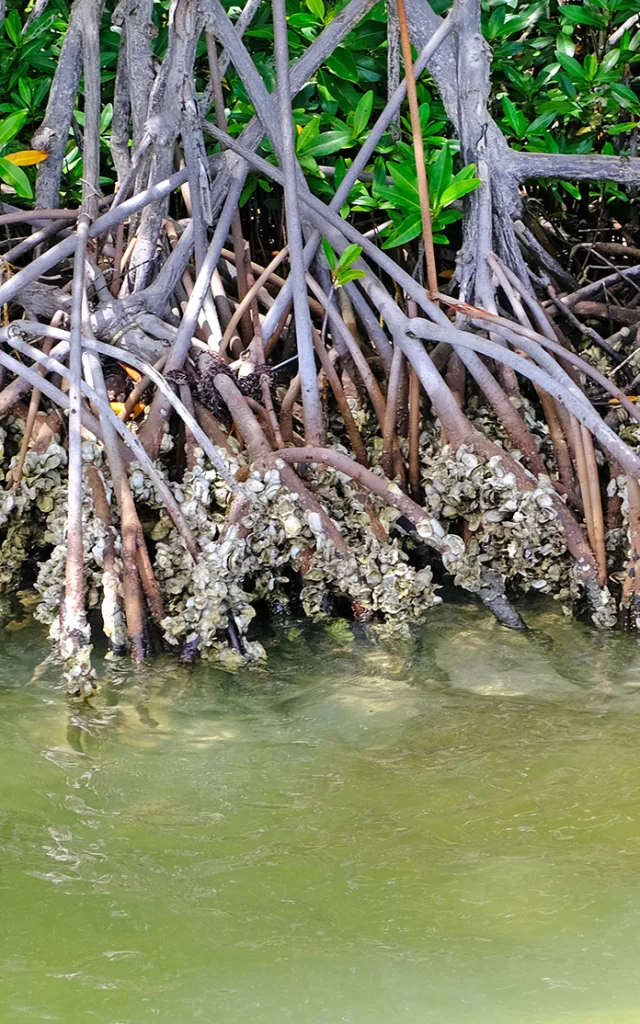 Huitre de palétuvier Mangrove Sainte-Anne Martinique