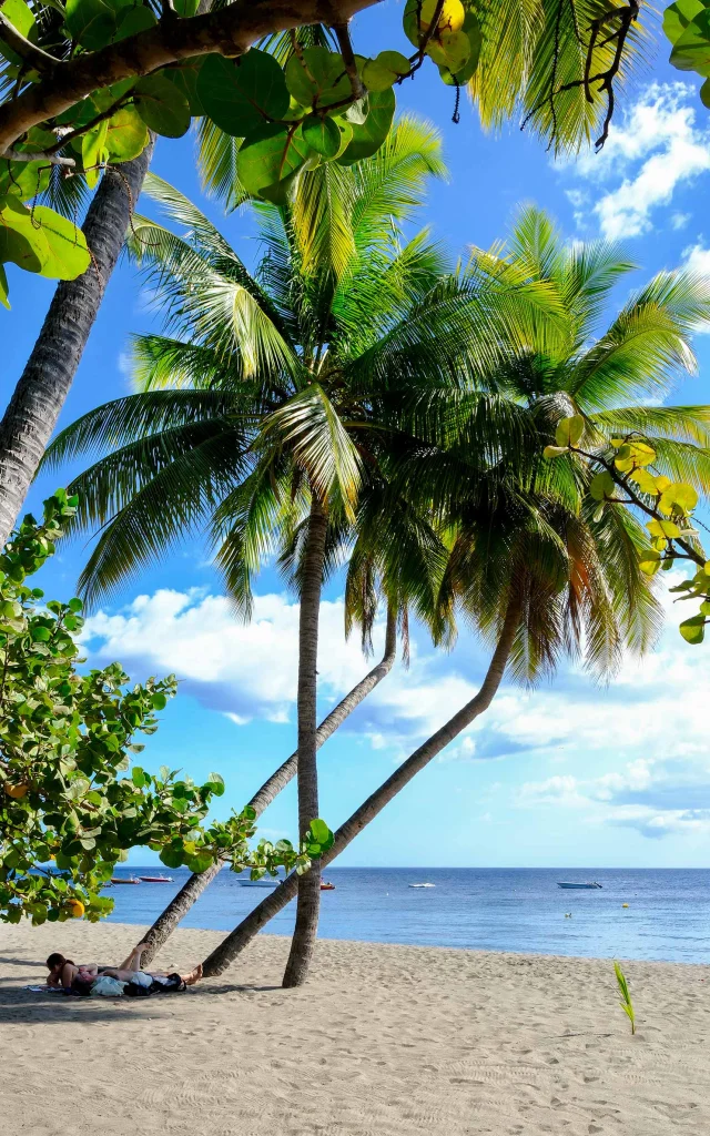 Cocotier Plage du Coin nord Carbet Martinique