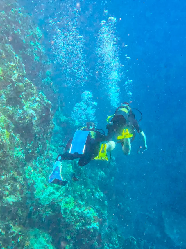 Plongée Aliotis Les Anses d'Arlet Martinique