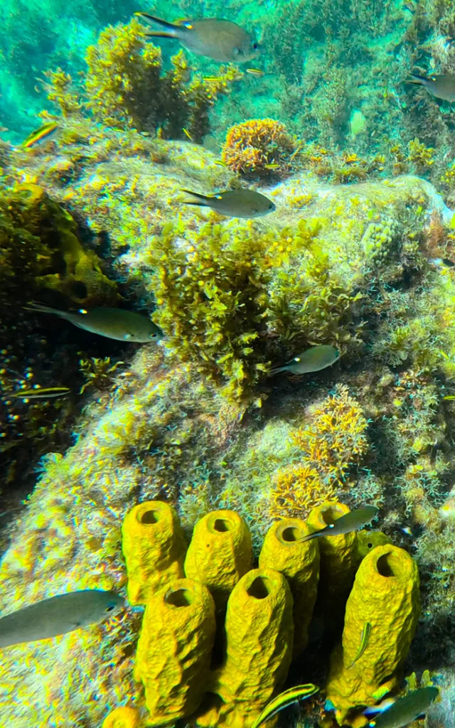 Plongée Aliotis Les Anses d'Arlet Martinique