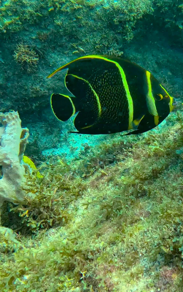 Poisson Fond marin Les Anses d'Arlet Martinique