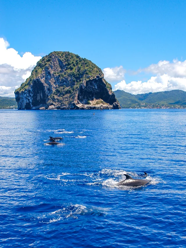 Dauphin Rocher du Diamant Catamaran Blue Dream Trois-îlets Martinique