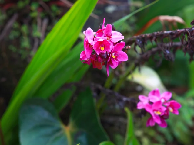 Fleur Jardin Domaine d'Emeraude Morne-Rouge Martinique