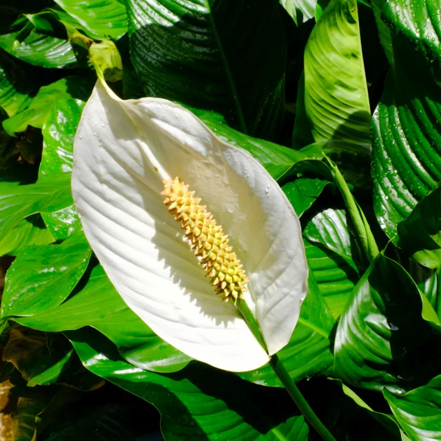 Fleur Jardin Domaine d'Emeraude Morne-Rouge Martinique