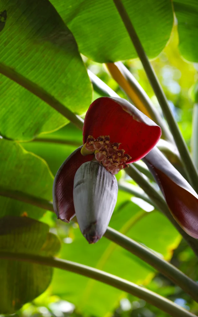 Fleur de bananier Jardin Domaine d'Emeraude Morne-Rouge Martinique