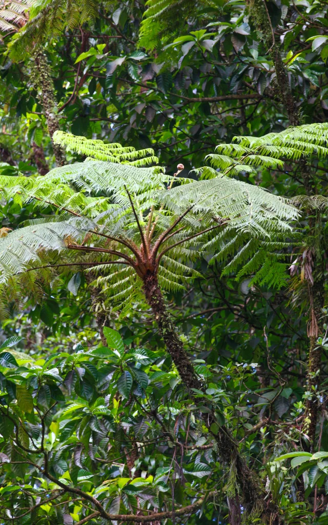 Fougère arborescente Jardin Domaine d'Emeraude Morne-Rouge Martinique