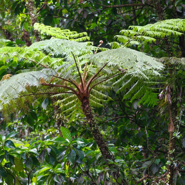 Fougère arborescente Jardin Domaine d'Emeraude Morne-Rouge Martinique