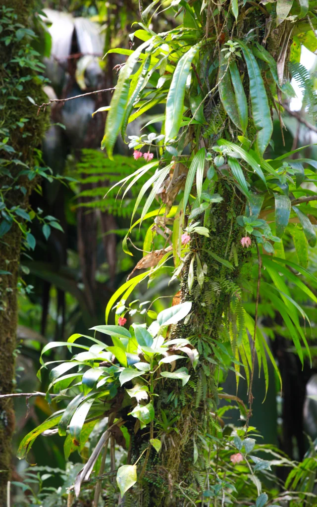 Jardin Domaine d'Emeraude Morne-Rouge Martinique