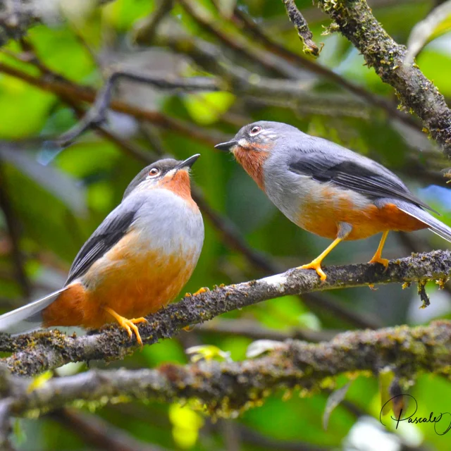 Siffleur des mornes Solitaire siffleur Oiseaux Martinique