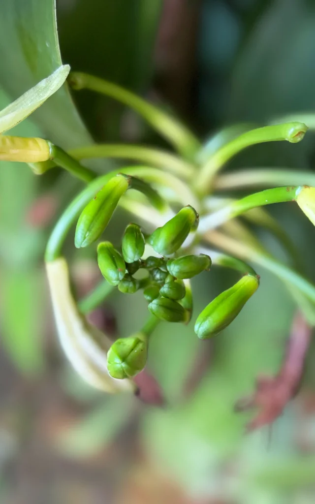 Fleur de vanille Martinique