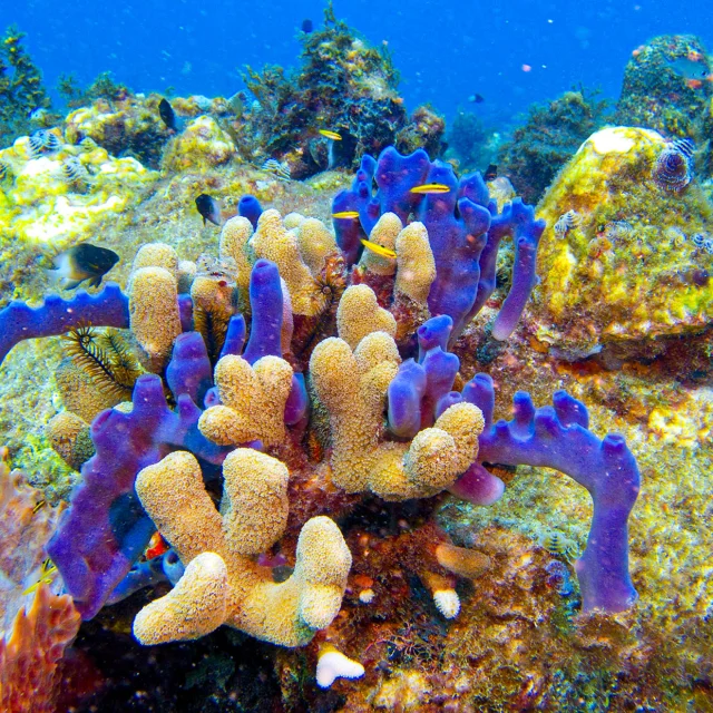 Fond marin Alpha Plongée Anses d'Arlet Martinique