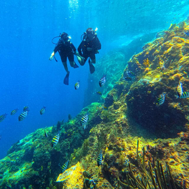 Fond marin Alpha Plongée Anses d'Arlet Martinique