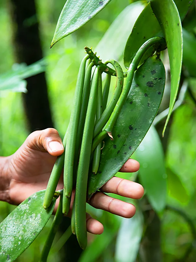 Gousse de Vanille verte Martinique