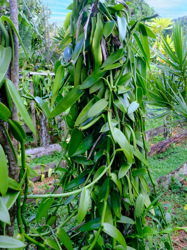 Liane de vanille Martinique