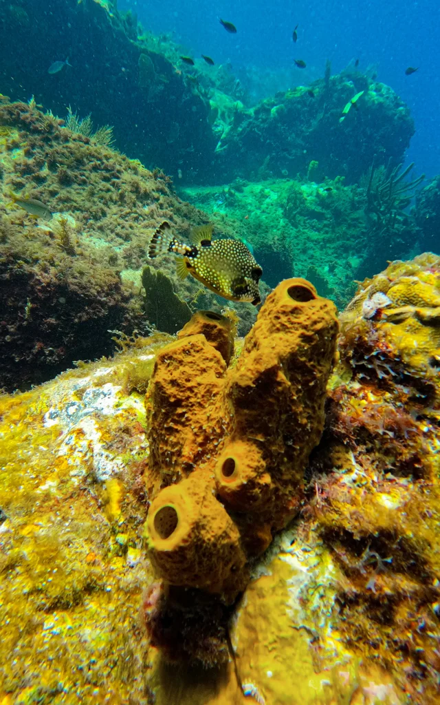 Poisson coffre Alpha Plongée Anses d'Arlet Martinique