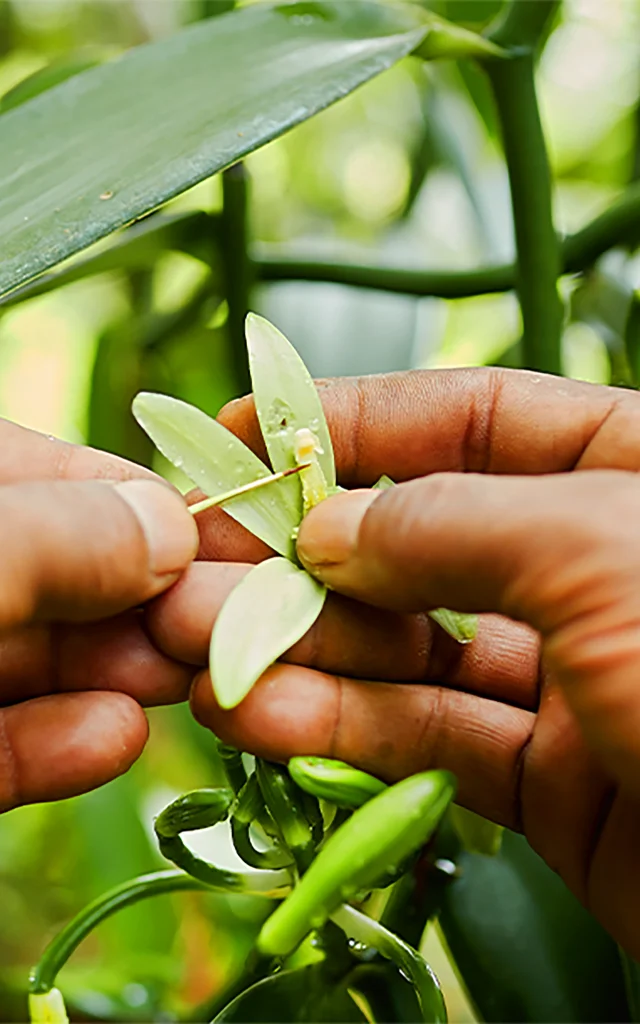 Pollinisation de Vanille Martinique