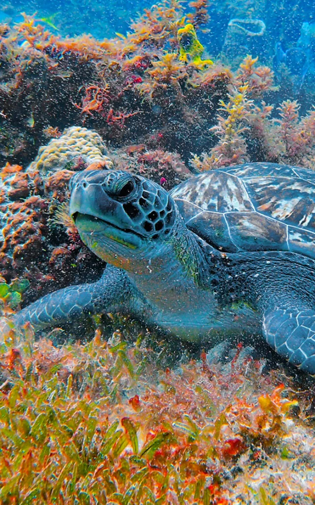 Tortue verte Fond marin Alpha Plongée Anses d'Arlet Martinique