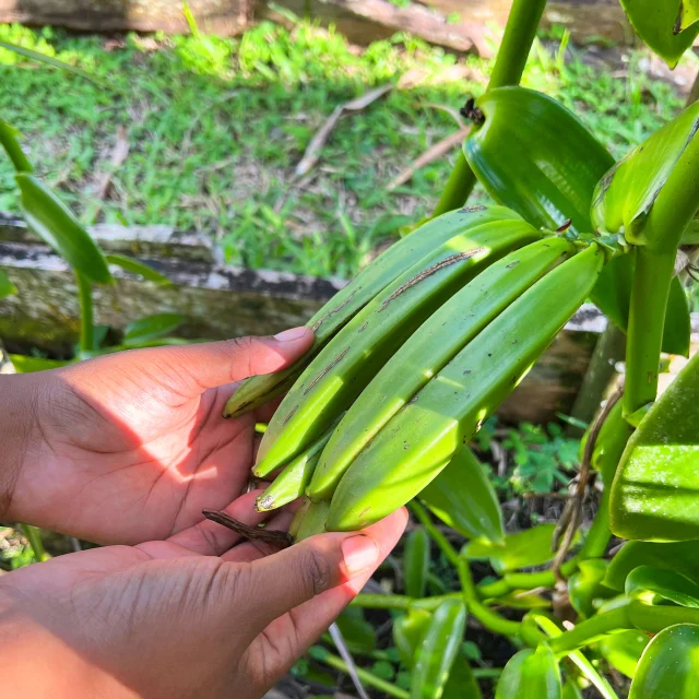 Vanille Pompona Martinique