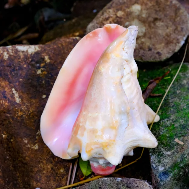 Conque de lambis Jardin An Mao Héritage Marin Martinique